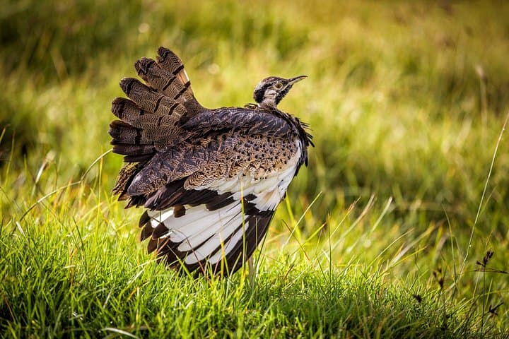4-Day Private Serengeti Camping Safari: Arusha to Ngorongoro by Tent photo 6