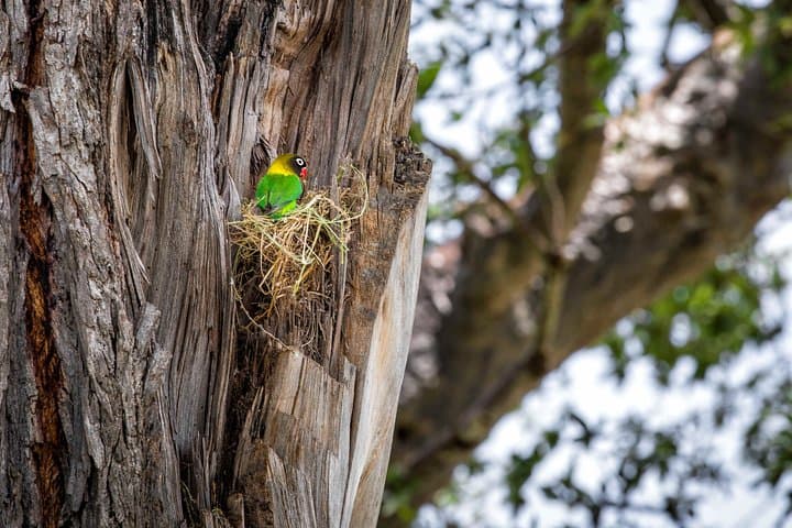 Private 4-Day Ngorongoro and Serengeti Safari from Arusha photo 3