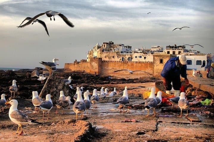 Essaouira Day Trip from Marrakech: Atlantic Port, Medina & Beach Camels photo 3