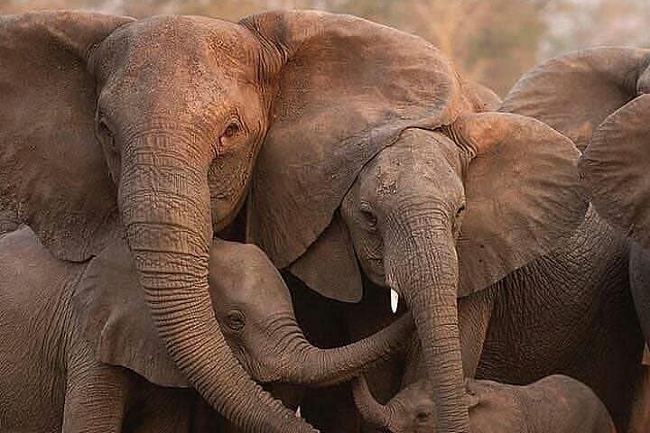 Six-Day Big Five Safari: Tarangire, Manyara, Ngorongoro & Serengeti photo 2
