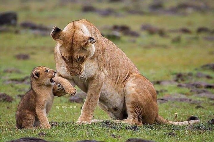 Six-Day Big Five Safari: Tarangire, Manyara, Ngorongoro & Serengeti photo 3