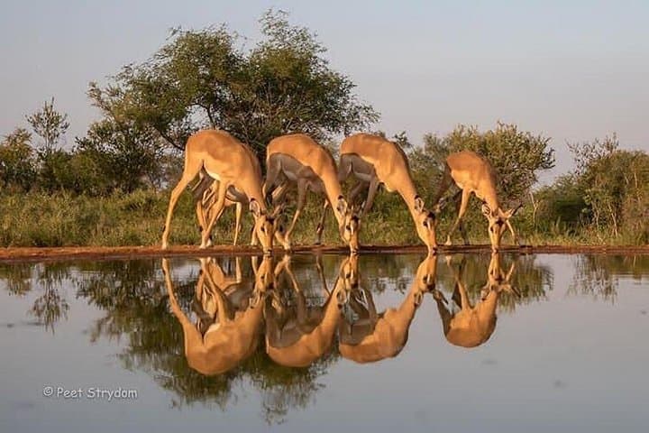 Six-Day Big Five Safari: Tarangire, Manyara, Ngorongoro & Serengeti photo 4