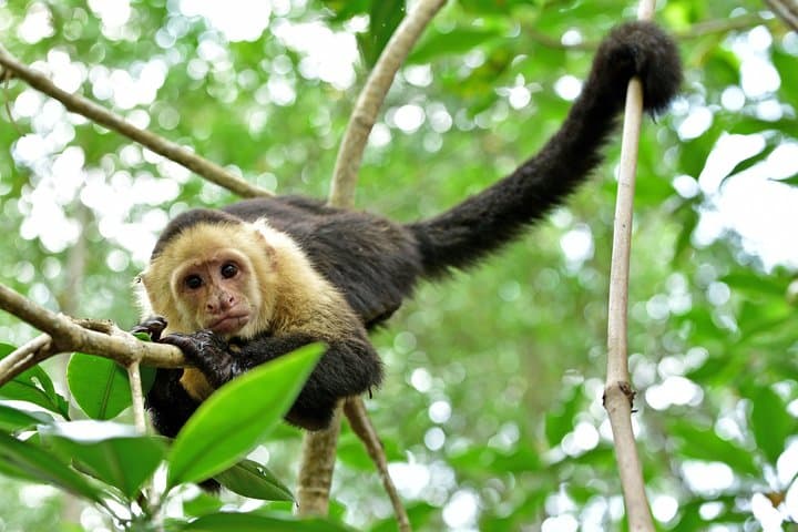 Costa Rica Highlights: 8-Day Greenway Adventure from San José to Manuel Antonio photo 3