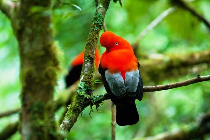 Refugio Amazonas 5-Day: Macaw Clay Licks, Canopy Tower & Oxbow Lakes photo 6