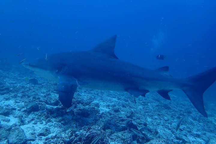 Bat Island Bull Shark Dive — Advanced Deep Dive in Costa Rica photo 2