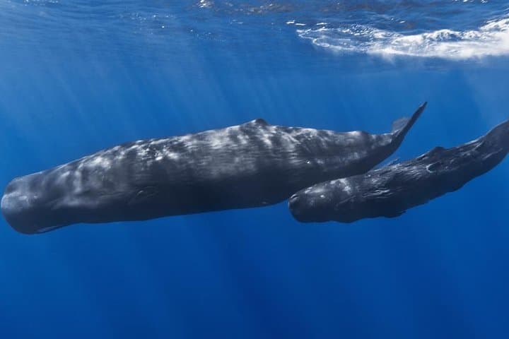 Private Whale and Dolphin Watching in Dominica — Small-Boat & Luxury Catamaran Tours photo 3