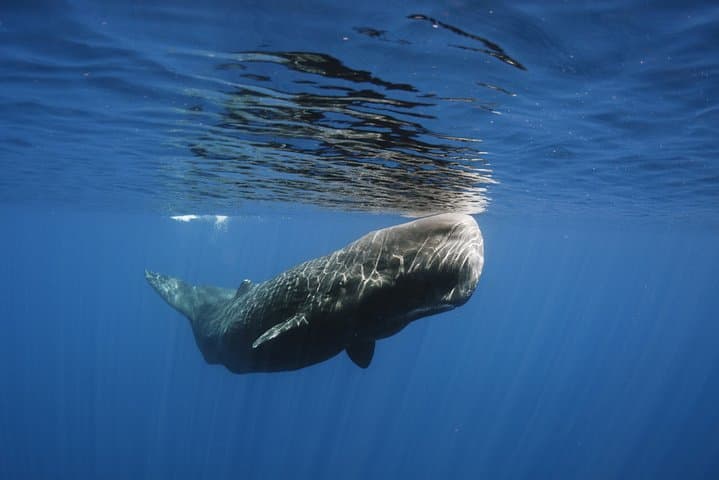 Private Whale and Dolphin Watching in Dominica — Small-Boat & Luxury Catamaran Tours photo 4