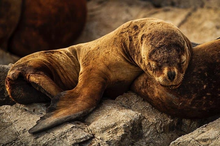 Beagle Channel Navigation to Sea Lions Island — Ushuaia Wildlife Cruise photo 6