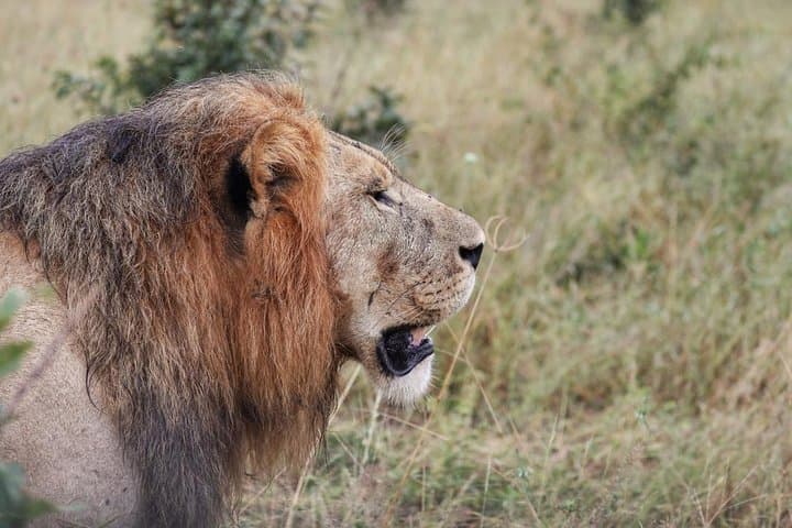 3-Day Mokoro Camping Safari on Boro Island — Okavango Delta Experience photo 4