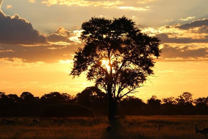 3-Day Mokoro Camping Safari on Boro Island — Okavango Delta Experience photo 6