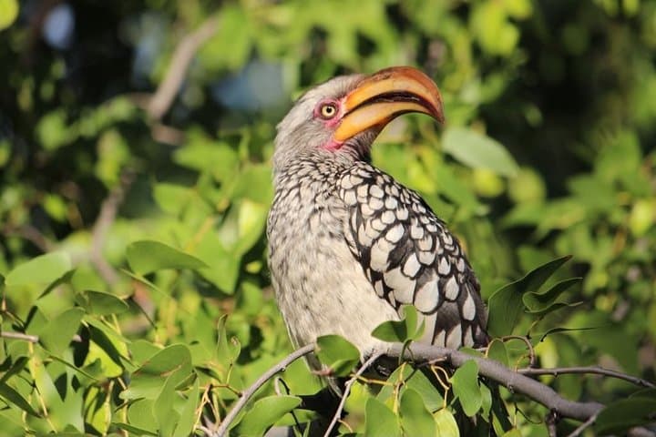 4-Day Moremi, Khwai & Savuti Camping Safari — Okavango Delta Wildlife Experience photo 4