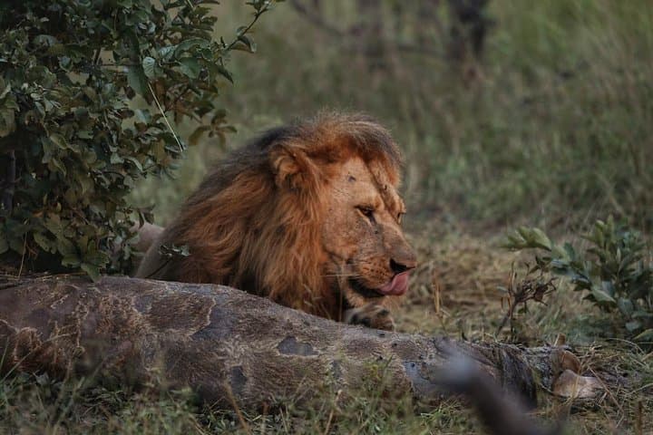 4-Day Moremi, Khwai & Savuti Camping Safari — Okavango Delta Wildlife Experience photo 5