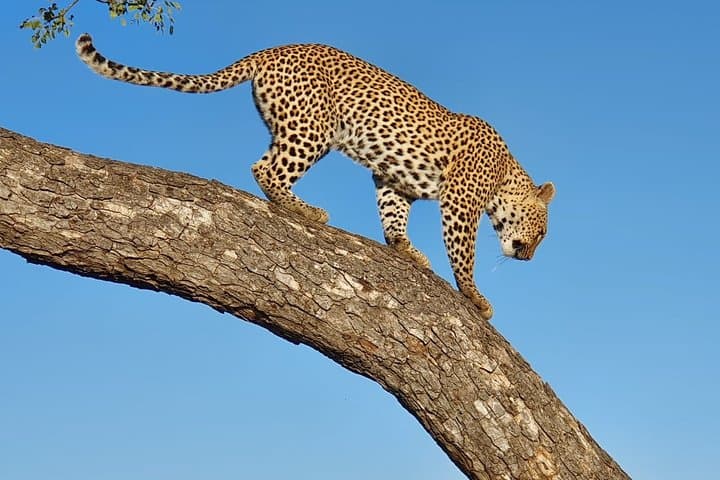 4-Day Moremi, Khwai & Savuti Camping Safari — Okavango Delta Wildlife Experience photo 6