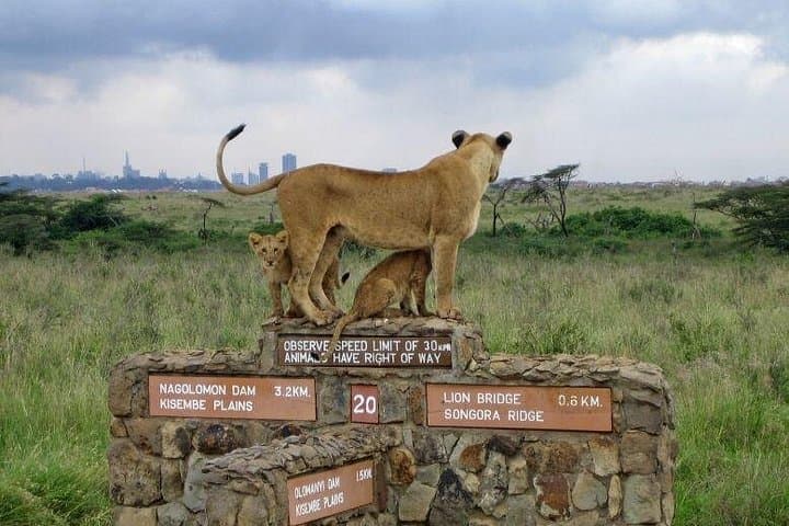 Nairobi Airport Layover: Half-Day Game Drive in Nairobi National Park photo 3