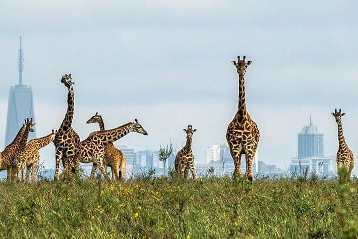 Nairobi Airport Layover: Half-Day Game Drive in Nairobi National Park photo 4