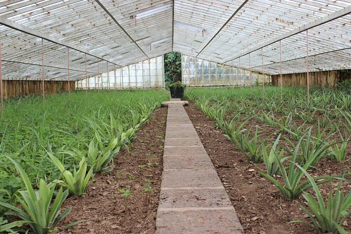 Half-Day Sete Cidades West: Vista do Rei, Pineapple Greenhouses & Escalvado Views photo 3