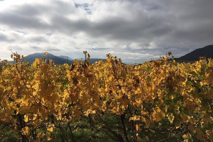 Half-Day Alsace Private Tour: Castles, Medieval Villages & Wine Tasting from Strasbourg photo 4