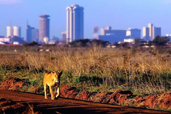 Exploring Nairobi National Park: A Half-Day Game Drive on the City’s Wild Edge