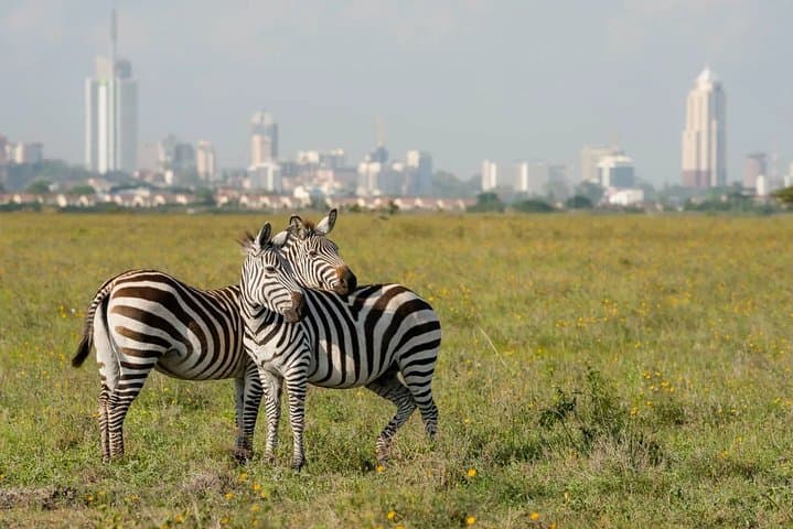 Exploring Nairobi National Park: A Half-Day Game Drive on the City’s Wild Edge photo 2