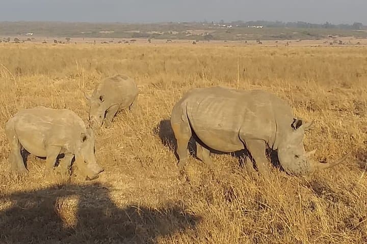Exploring Nairobi National Park: A Half-Day Game Drive on the City’s Wild Edge photo 3