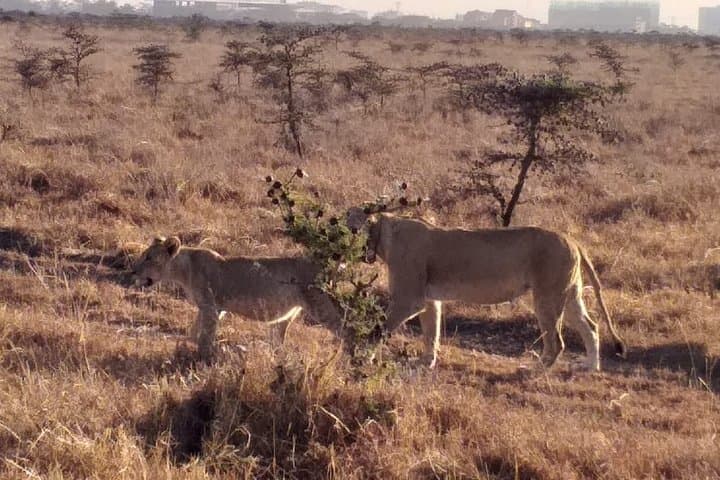 Exploring Nairobi National Park: A Half-Day Game Drive on the City’s Wild Edge photo 4