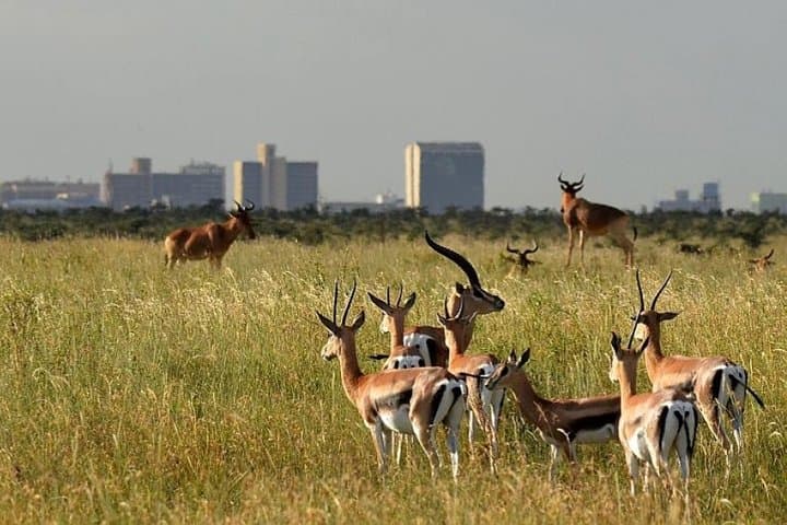 Exploring Nairobi National Park: A Half-Day Game Drive on the City’s Wild Edge photo 5