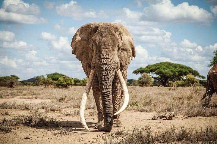 6-Day Amboseli, Tsavo & Diani Safari: Elephants, Lava Plains & Indian Ocean photo 4