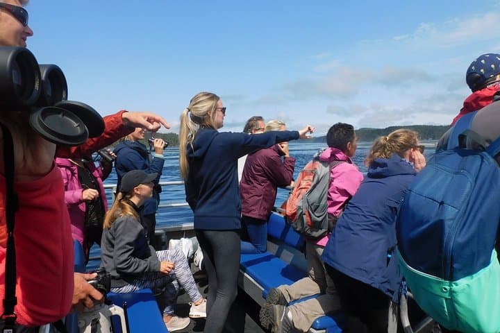 Half-Day Whale Watching in Johnstone Strait from Telegraph Cove photo 4