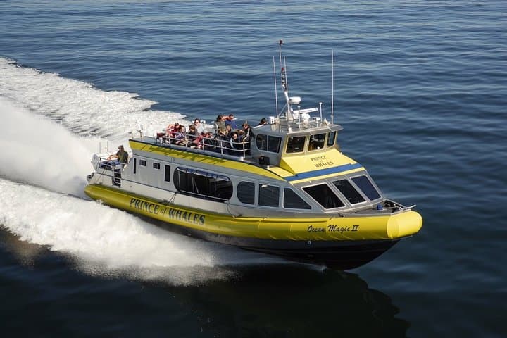 Half-Day Whale Watching in Johnstone Strait from Telegraph Cove photo 2