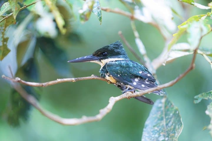 3-Day Pacaya-Samiria Camping Adventure: Amazon Boat, Canoe & Wildlife photo 4