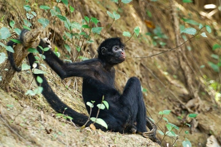 3-Day Pacaya-Samiria Camping Adventure: Amazon Boat, Canoe & Wildlife photo 6