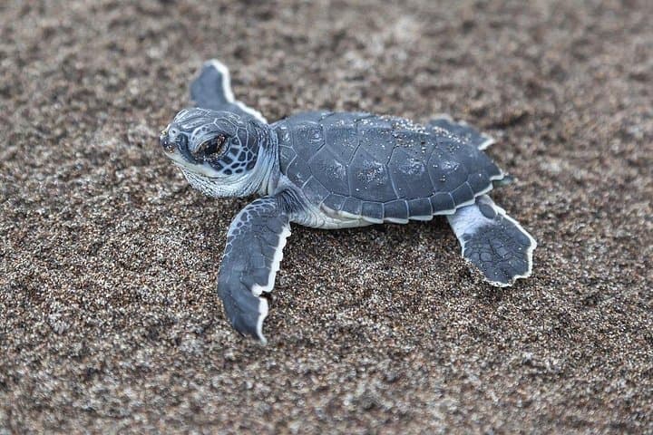 Costa Rica Safari: 14-Day Wildlife & Volcano Expedition photo 5