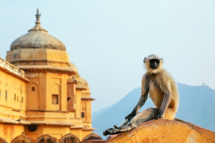 Two-Fold India: 15-Day South India & Golden Triangle Curated Cultural Journey photo 5