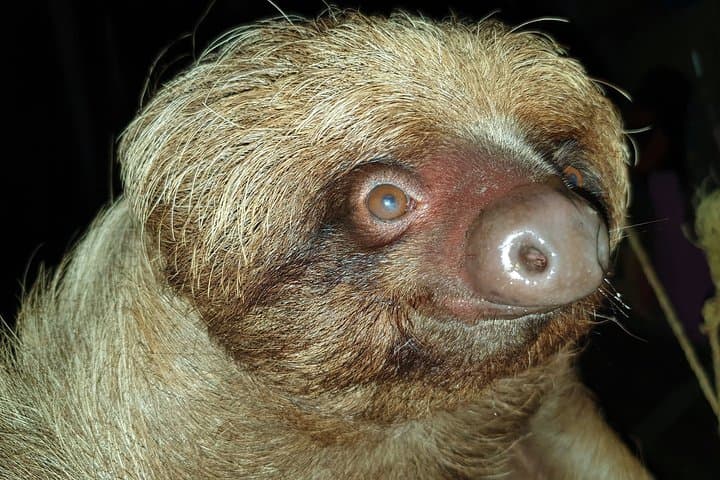3-Day Pacaya-Samiria Camping Adventure: Amazon Boat, Canoe & Wildlife photo 5