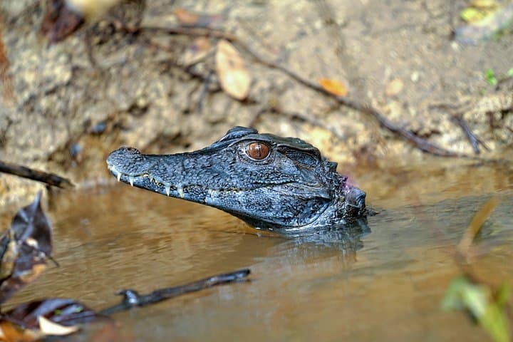 3-Day Pacaya-Samiria Camping Adventure: Amazon Boat, Canoe & Wildlife