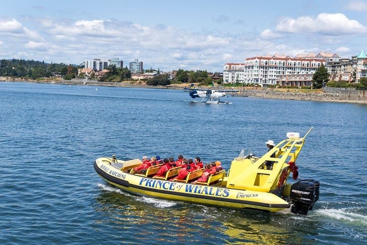 Victoria Zodiac Whale-Watching Adventure — Inner Harbour to Ogden Point photo 6