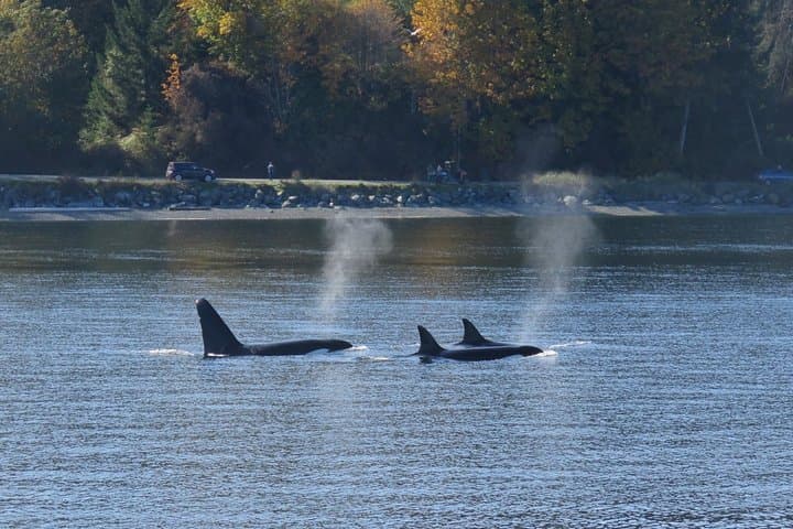 Victoria Zodiac Whale-Watching Adventure — Inner Harbour to Ogden Point photo 3