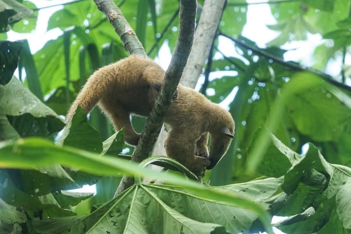4-Day Pacaya-Samiria Wildlife Camping Tour from Iquitos