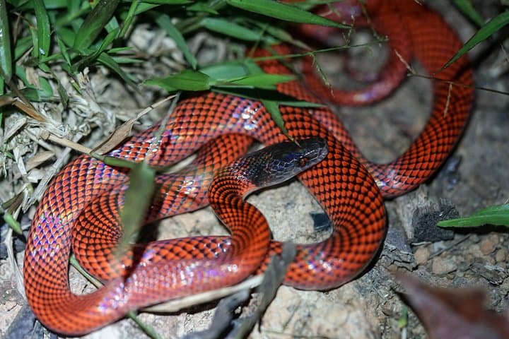 4-Day Pacaya-Samiria Wildlife Camping Tour from Iquitos photo 3