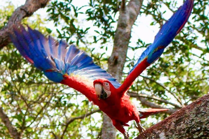 4-Day Pacaya-Samiria Wildlife Camping Tour from Iquitos photo 2
