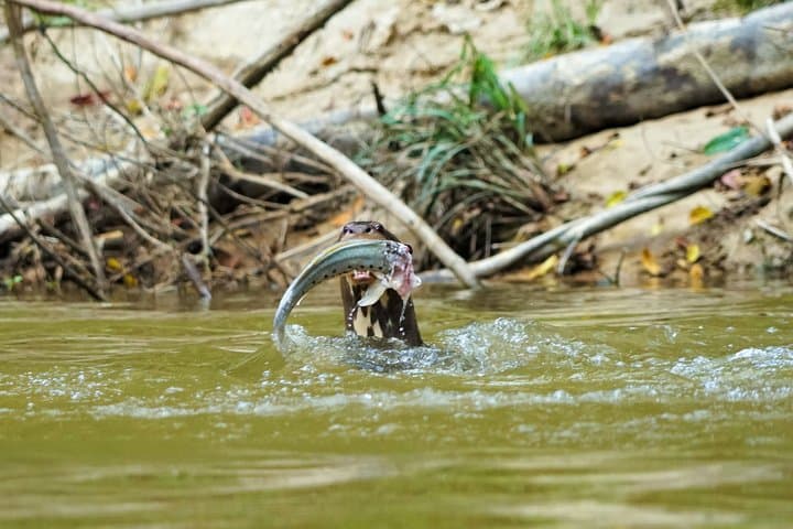4-Day Pacaya-Samiria Wildlife Camping Tour from Iquitos photo 6