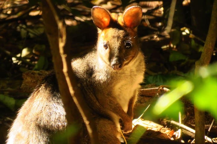 Byron Bay Wildlife Safari: Koalas, Kangaroos & Rainforest Day Tour photo 3