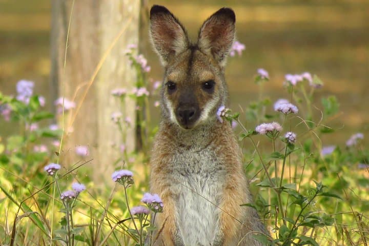 Byron Bay Wildlife Safari: Koalas, Kangaroos & Rainforest Day Tour photo 4
