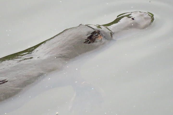 Byron Bay Platypus Walk: Dawn Wildlife Tour & Creekside Picnic photo 3