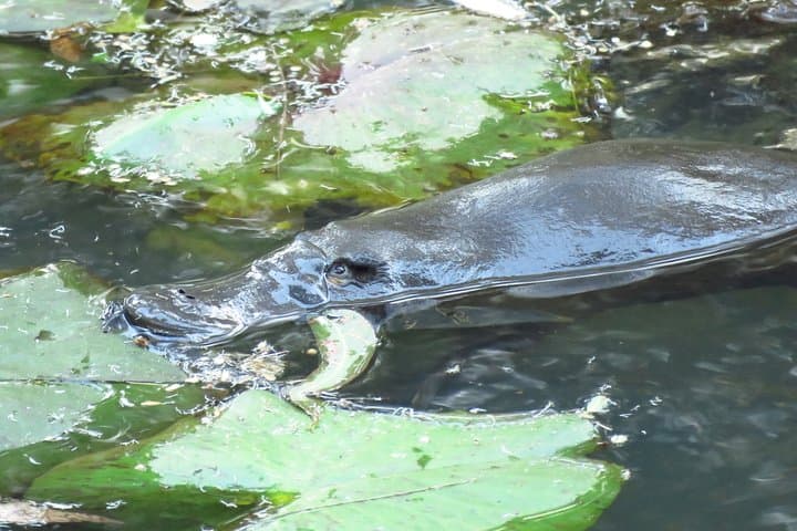 Byron Bay Platypus Walk: Dawn Wildlife Tour & Creekside Picnic