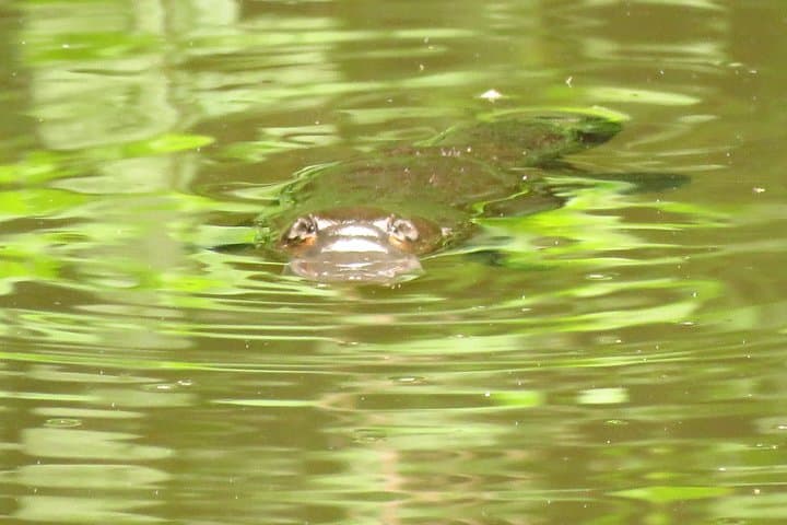 Byron Bay Platypus Walk: Dawn Wildlife Tour & Creekside Picnic photo 4