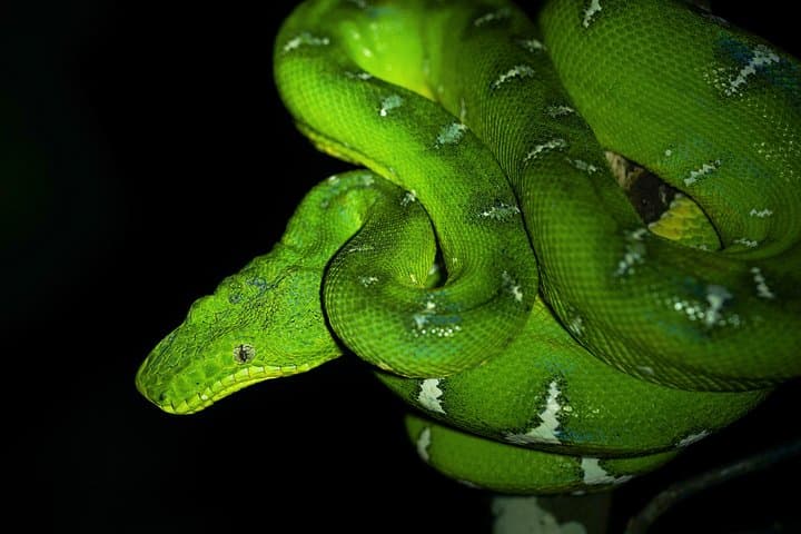 5-Day Pacaya-Samiria Amazon Wildlife Camping Tour from Iquitos