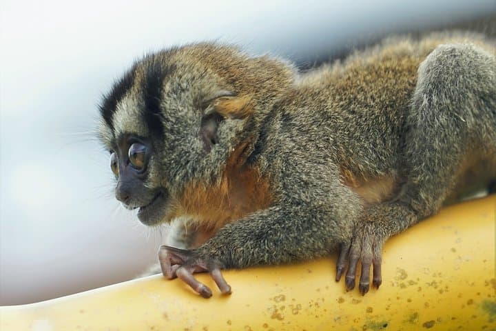 5-Day Pacaya-Samiria Amazon Wildlife Camping Tour from Iquitos photo 4