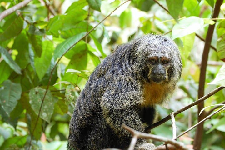 5-Day Pacaya-Samiria Amazon Wildlife Camping Tour from Iquitos photo 5