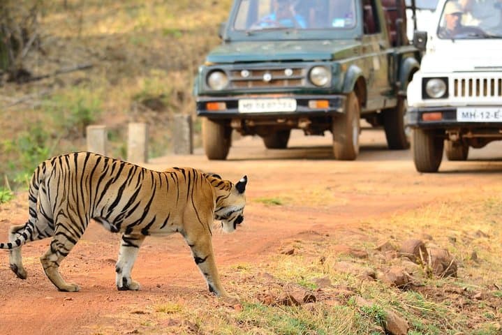 Nagpur to Bhopal: Pench & Satpura Tiger Safaris, Pachmarhi Plateaus and Sanchi Stupas